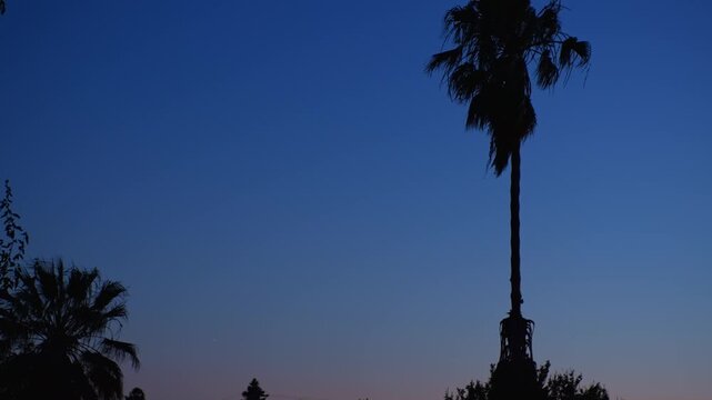 Tall palm tree silhouette against deep evening sky standing as a dark outline creating a peaceful atmosphere of a warm evening and tropical landscape
