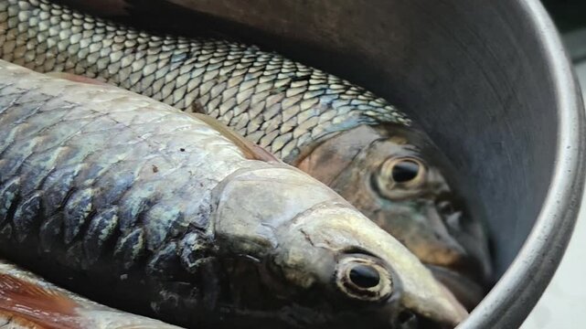 Rural scene of freshly caught Rohu silver carp in a kitchen bowl. Highlighting daily life, sustainable fishing, and local livelihoods, these lively fish are ready for a traditional home-cooked meal.