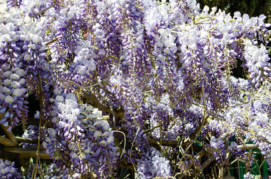 Dreamy Blooming Wisteria Flowers Close Up in Spring Garden