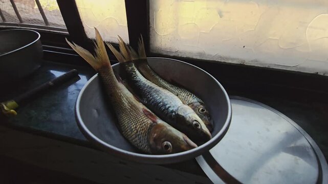 Freshwater Rohu fish (Labeo rohita) from an Indian river, known for its carp family roots. These silver-scaled specimens rest in a kitchen bowl, freshly cleaned and ready for traditional preparation