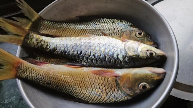 Fresh Rohu fish (Labeo rohita), a popular Indian freshwater carp species, sits cleaned in a kitchen bowl, showcasing its distinct silvery scales and yellowish fins as it is prepared for cooking.