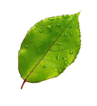 Green leaf with water drops on transparent background