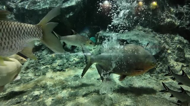 Tropical Freshwater Pacu, Silver Barb and Giant Gourami Fish