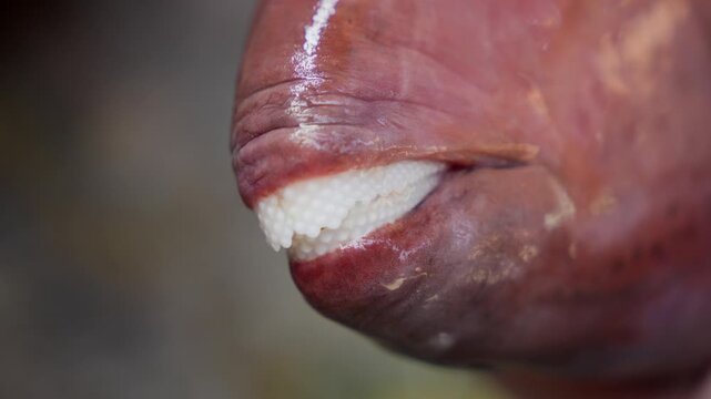 Extreme Close Up of Parrotfish Beak, Fish Teeth Macro Detail