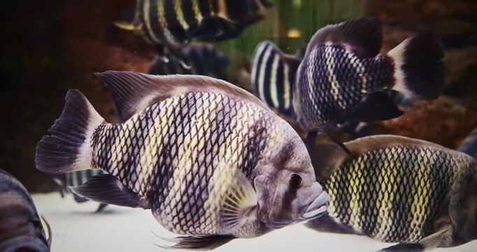 Heterotilapia Swimming In Aquarium, Close-up Side View. Genus Of Cichlid Fish.