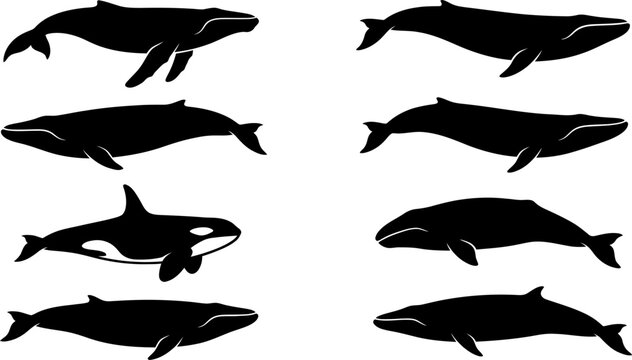 Set of black whale silhouettes in various swimming poses for marine life design projects and educational illustrations