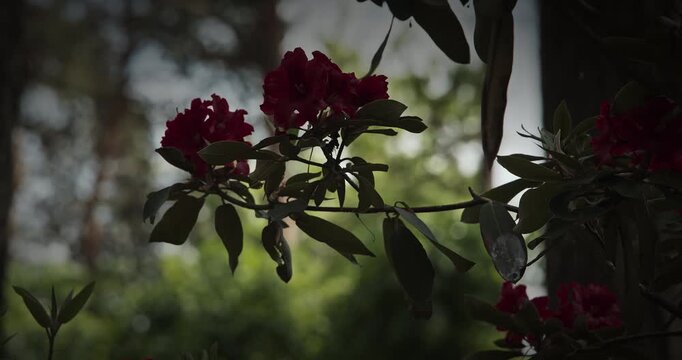 Vibrant Red Flowers Against A Blurred Foliage Background