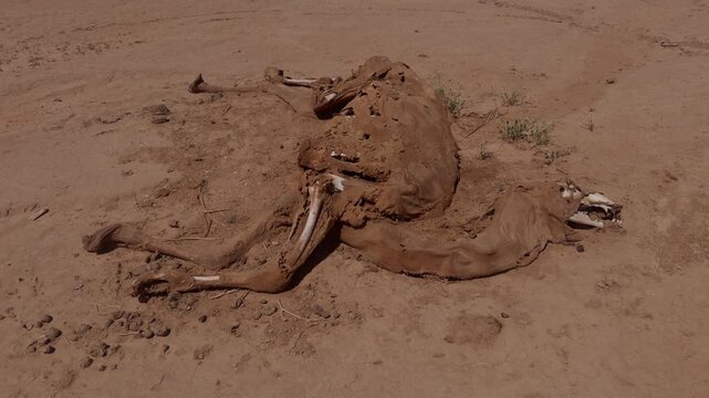 Decayed dromedary camel body with protruding rib bones and dried skin on cracked arid desert ground