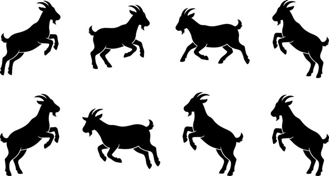 Set of black goat silhouettes in jumping and active poses for farm animal themed graphic design and print media