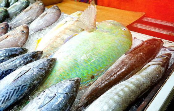 Brightly colored fish Parrotfish (Scaridae). Striped tuna (bonito). Long barracuda, Snakefish or Snake Mackerel (Snoek), Mackerel-like tuna at a seafood market in tropical South Asia, Vietnam. 