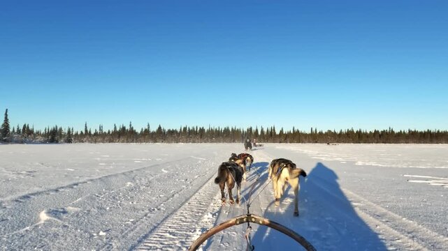 Point-of-view shot from a dogsled on a frozen lake in Kiruna, Sweden. A husky team pulls the sled across open snow following another sled team toward a pine forest.
