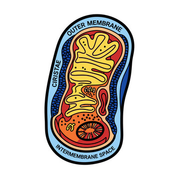 Diagram of a mitochondrion internal structure with labeled components