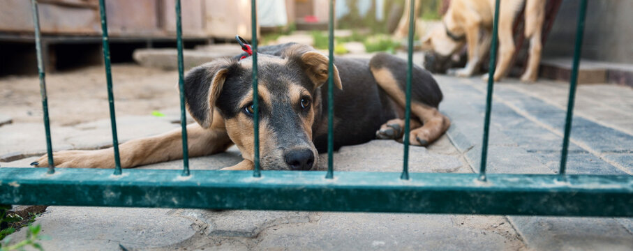 Homeless Dog Waiting for Adoption in Animal Shelter Cage