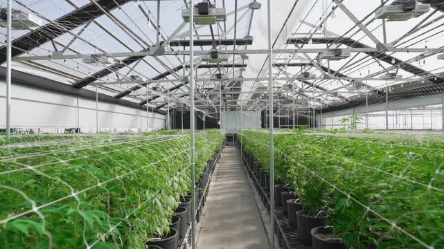 Cannabis plants grow in organized rows under a bright greenhouse roof.