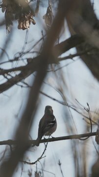 Eurasian chaffinch, common chaffinch, or simply chaffinch fringilla coelebs. chaffinch