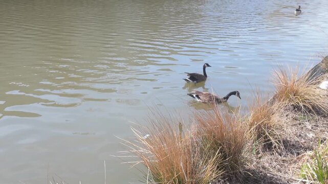 Two Geese swim in a river near the shore as a third goose floats in the background.