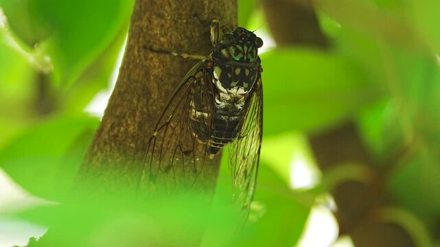 The sound of Robust cicada (Hyalessa maculaticollis) singing [sound on]
