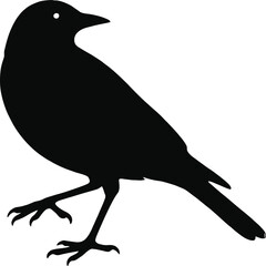 Obraz premium Black silhouette bird standing on one leg isolated transparent background perfect for nature illustrations