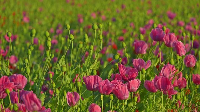Schlafmohn (Papaver somniferum), Sommer, Germerode, Hoher Mei&szlig;ner, Werra-Mei&szlig;ner-Kreis, Hessen, Deutschland