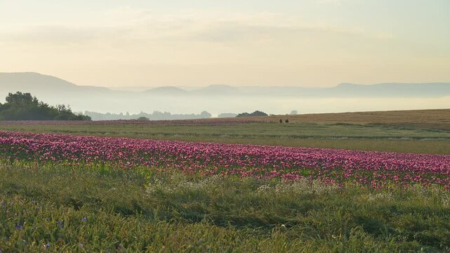 Getreidefeld -und Schlafmohnfeld (Papaver somniferum), Sommer, Germerode, Geo Naturpark Frau-Holle-Land, Hoher Meissner, Hessen, Deutschland
