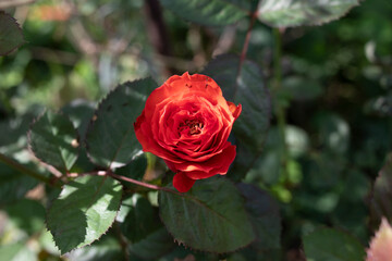 Fototapeta premium red rose