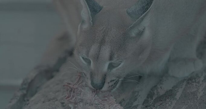 Caracal Savoring Meat In Natural Habitat, Close-up Shot