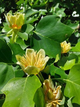 Bl&uuml;ten des Tulpenbaumes, Liriodendron tulipifera