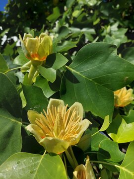 Tulpenbaum-Bl&uuml;te, Liriodendron tulipifera 