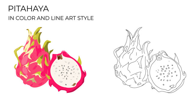 Pitaya or Dragon Fruit Set. Colorful and Outline Vector Illustrations of Whole and Sliced Tropical Fruit.