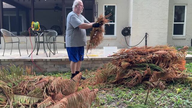 Active senior man breaking and stacking dead Norfolk pine branches outdoors