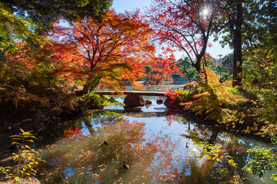 六義園 渡月橋と紅葉