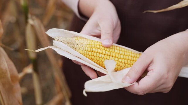 Cleaning ripe dry corn cob with hands of caucasian woman in field. Demonstration of an overripe corn cob for popcorn while checking ripeness for farmers.