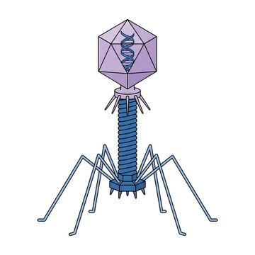 Bacteriophage T2 Virus Isolated on Transparent Background