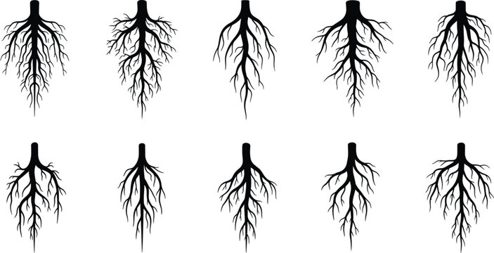 Tree Root Black Silhouette Icon Set with Underground Plant Growth System Structures for Nature Logo Botany Education and Organic Environmental Graphic Vector Design