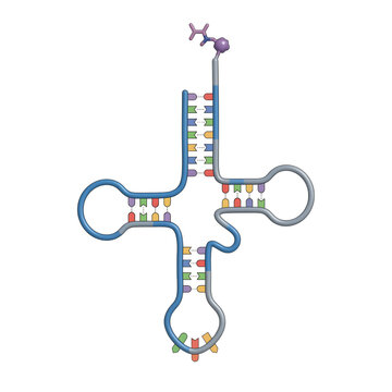 Transfer RNA Clover Leaf Model Isolated on Transparent Background