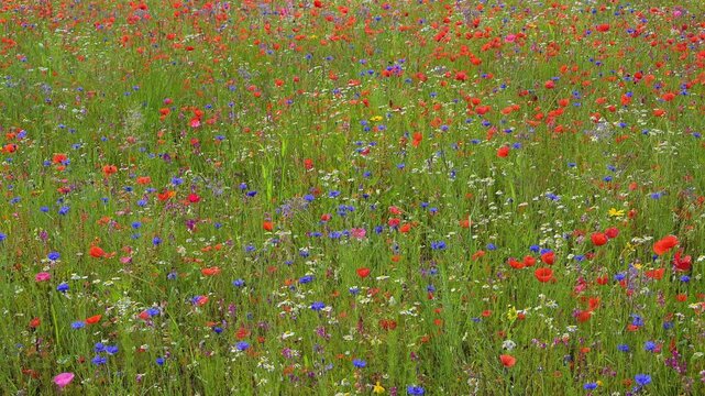Vielf&auml;ltige bunte Wiese mit Kornblumen und anderen Sommerblumen und Getreide, Sommer, Germerode, Geo Naturpark Frau-Holle-Land, Hoher Meissner, Hessen, Deutschland