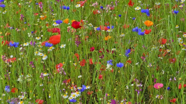 Vielf&auml;ltige bunte Wiese mit Kornblumen und anderen Sommerblumen und Getreide, Sommer, Germerode, Geo Naturpark Frau-Holle-Land, Hoher Meissner, Hessen, Deutschland