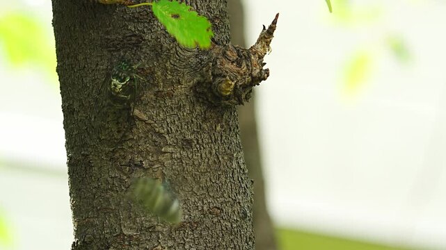 The sound of Robust cicada (Hyalessa maculaticollis) singing [sound on]