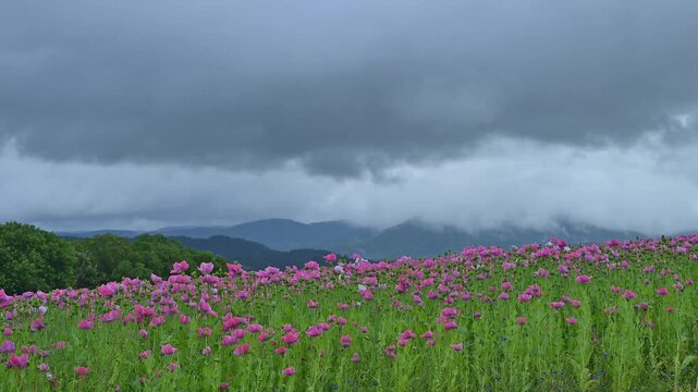 Schlafmohn (Papaver somniferum), Sommer, Germerode, Hoher Mei&szlig;ner, Werra-Mei&szlig;ner-Kreis, Hessen, Deutschland