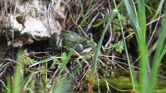 A large green frog inflates its vocal sacs while croaking near the water edge in its natural habitat.