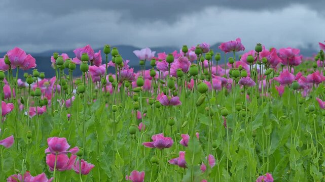 Schlafmohn (Papaver somniferum), Sommer, Germerode, Hoher Mei&szlig;ner, Werra-Mei&szlig;ner-Kreis, Hessen, Deutschland