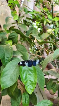 Two black and white doris longwing butterflies, also known as Heliconius doris, resting and fluttering on a vibrant green leaf in a lush tropical jungle environment
