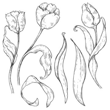 Sketch pen and ink vintage tulips illustration, draft silhouette drawing, black isolated on white background. Botanical graphic etching design.