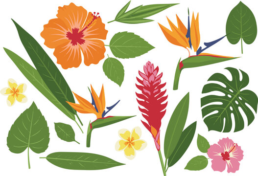 Tropical flowers and leaves illustration with hibiscus bird of paradise monstera and ginger plants