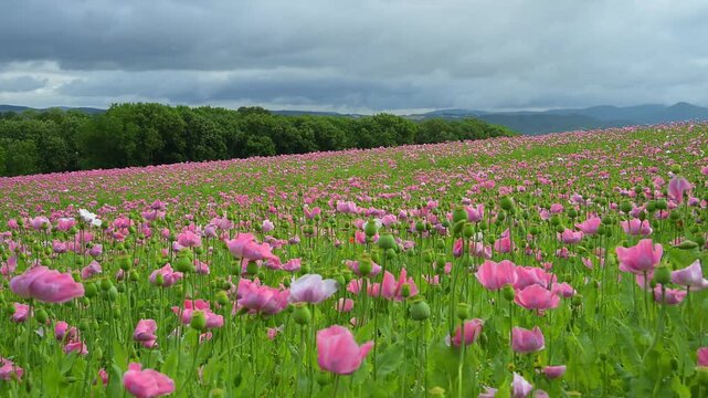 Schlafmohn (Papaver somniferum), Sommer, Germerode, Hoher Mei&szlig;ner, Werra-Mei&szlig;ner-Kreis, Hessen, Deutschland