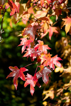 Oak tree leaves displaying vibrant autumn colors background. Vertical