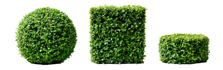 Obraz premium Three Topiary Bushes: Sphere, Cube, and Small Cube