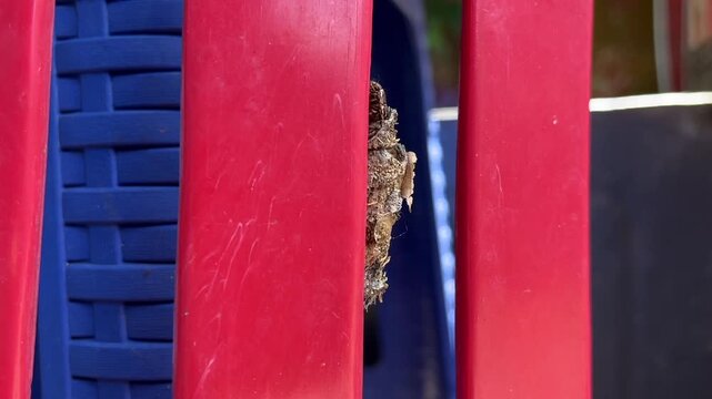 A macro shot of a caterpillar in its metamorphosis stage slowly crawling on the surface of a bright red plastic chair.