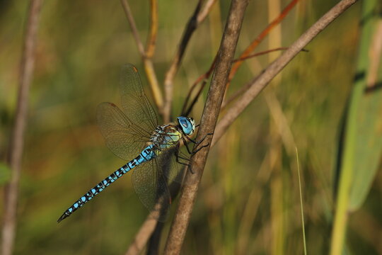 Aeshna affinis, the southern migrant hawker or blue-eyed hawker