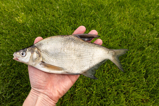 Fisherman holding a freshly caught raw bream fish over green grass